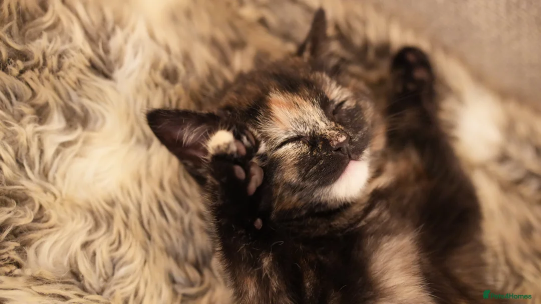 Mixed Breed cats for sale: Grogu – Sweet & Gentle British Shorthair Cross in London - Advert 7