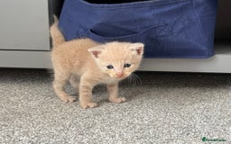 Mixed Breed cats for sale: Boy litter  - Image 6