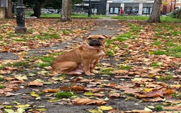 Mixed Breed dogs for sale: Bullmastiff x mixed breed  - Image 3