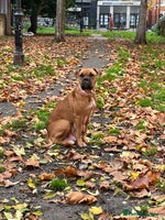 Mixed Breed dogs Bullmastiff x mixed breed - Advert 5