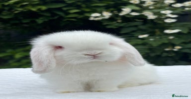 Mini Lop rabbits - Advert 11