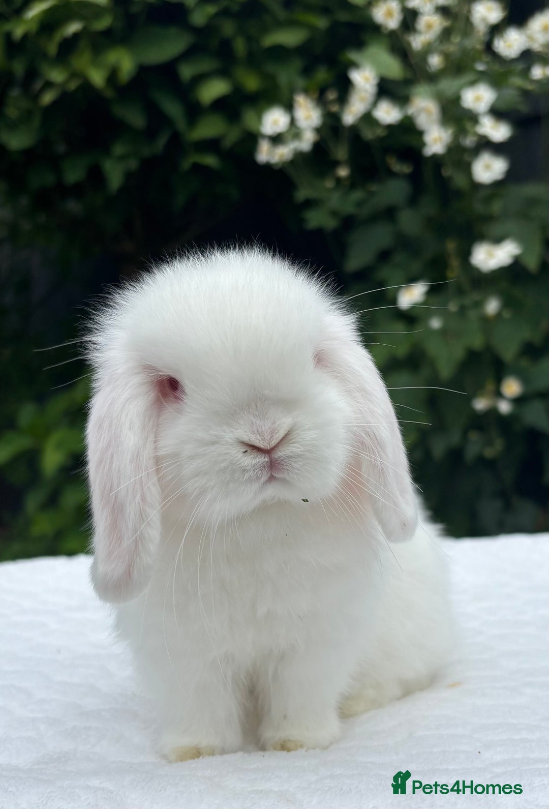 Mini Lop rabbits for sale: Stunning Pure Bred Baby Mini Lops - Image 2