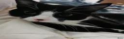 Mixed Breed cats for sale: Rescue cats- kittens and adults 🧡 - Advert 16