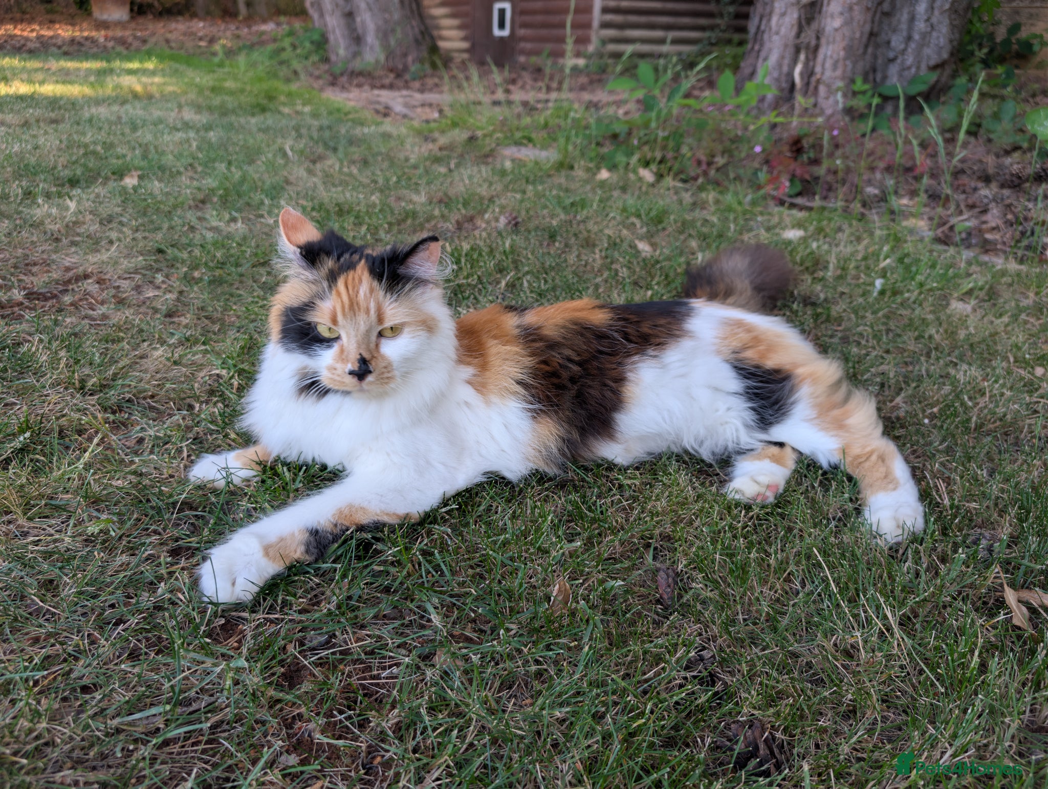 British Longhair cats for sale: Calico British Longhair Girl - Advert 3