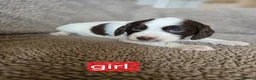 Cocker Spaniel dogs for sale: Beautiful Cocker Spaniels - Advert 9