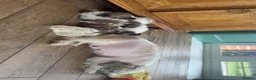 Shih Tzu dogs for sale: Tiny Shih Tzu (Shih Tzu/Imperial) in York - Advert 2