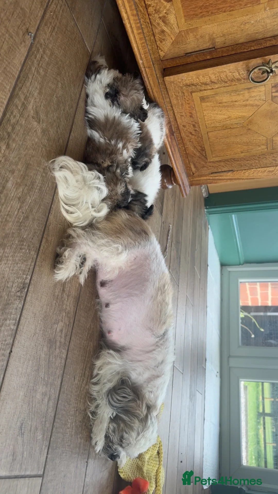 Shih Tzu dogs for sale: Tiny Shih Tzu (Shih Tzu/Imperial) in York - Advert 2
