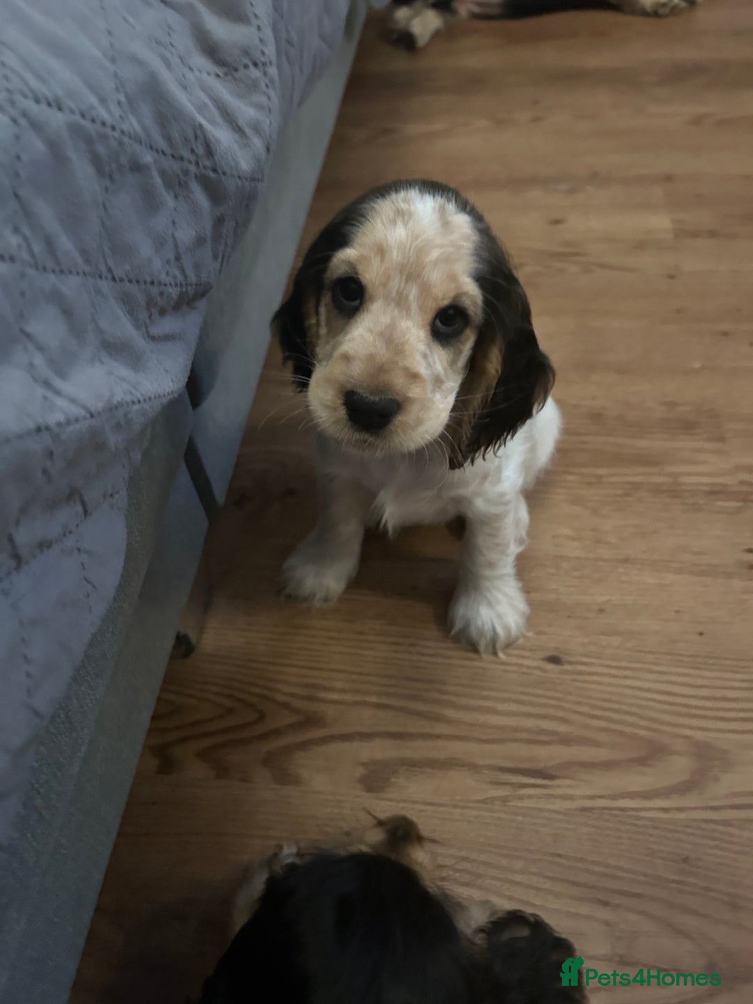 Cocker Spaniel dogs for sale: Sable cockerspaniel puppies - Image 16