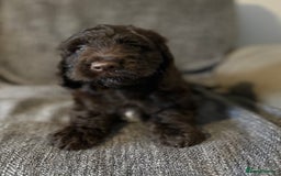 Cockapoo dogs for sale: Gorgeous cockapoo puppies  - Image 2