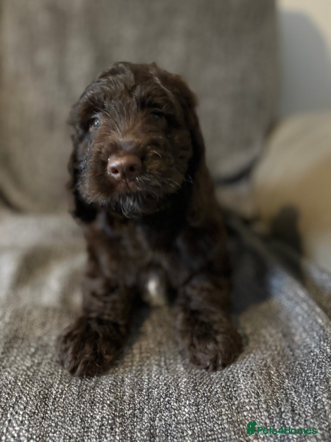 Cockapoo dogs for sale: Gorgeous cockapoo puppies  - Image 2