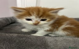 British Longhair cats for sale: Beautiful Fluffy Long-Haired British Tabby Kittens - Image 14