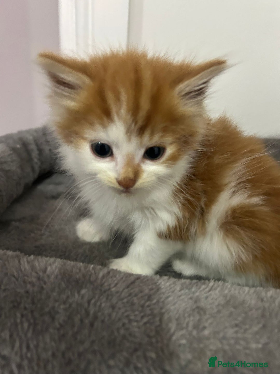 British Longhair cats for sale: Beautiful Fluffy Long-Haired British Tabby Kittens - Image 14