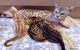 Bengal cats for sale: Bengal Kittens For Sale (4 Left) - Image 16