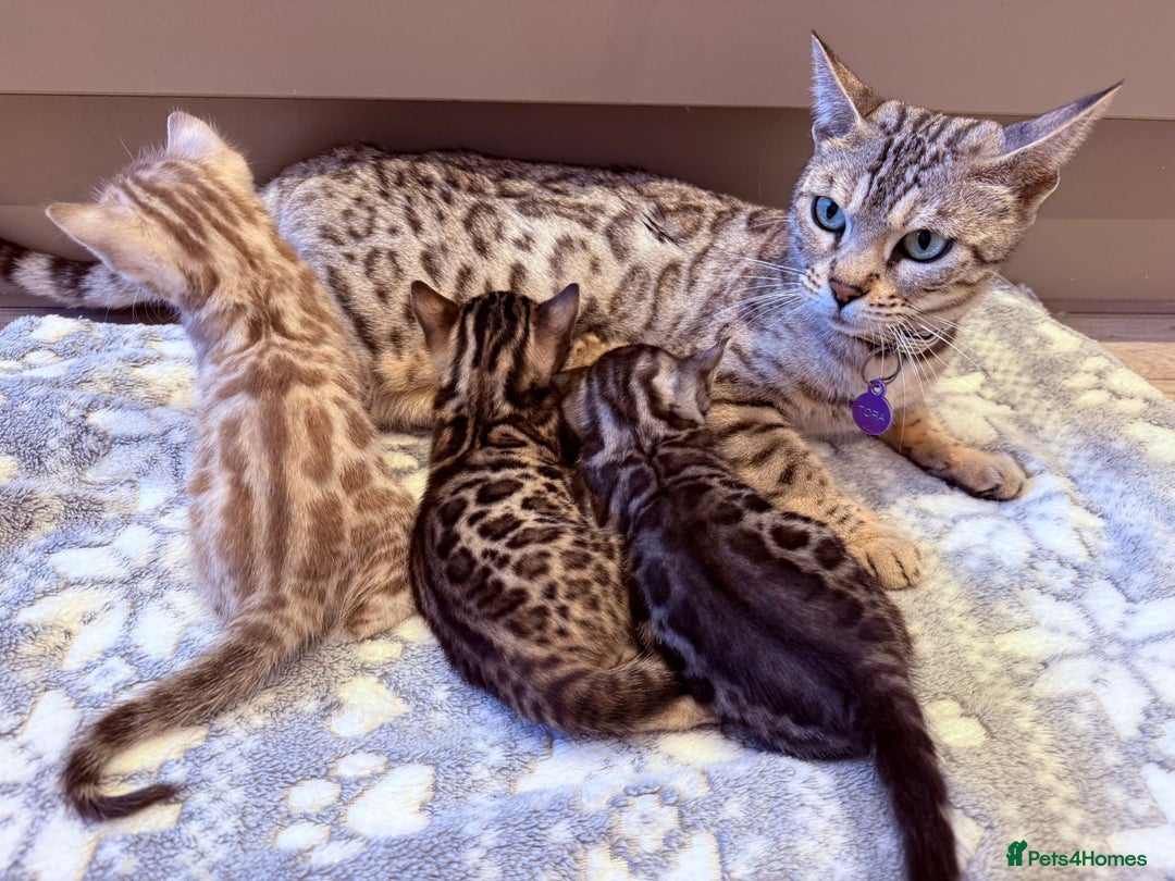 Bengal cats for sale: Bengal Kittens For Sale (4 Left) - Image 16