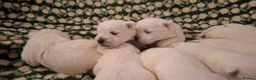 West Highland Terrier dogs for sale: Gorgeous kc reg westie pups - Advert 5