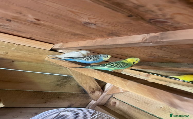 Canaries birds - Advert 4