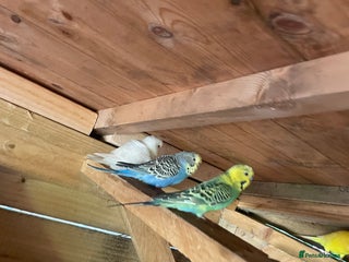 Canaries birds - Advert 3