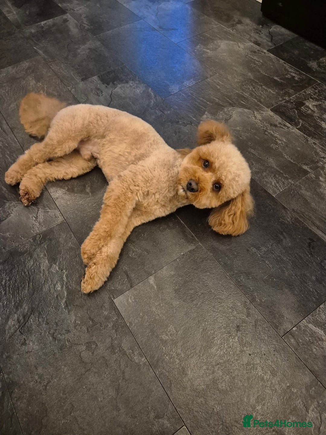 Mixed Breed dogs for sale: Beautiful female available ready to leave 1st nov - Image 9