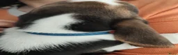 Beagle dogs for sale: Beautiful Beagle Puppies – Ready Now! - Advert 10