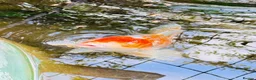 Koi Carp fish for sale: Koi Carp for Sale – Approx. 18 Inches in Crook - Advert 3