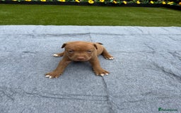 Mixed Breed dogs for sale: 6 gawjus puppy’s   - Image 14