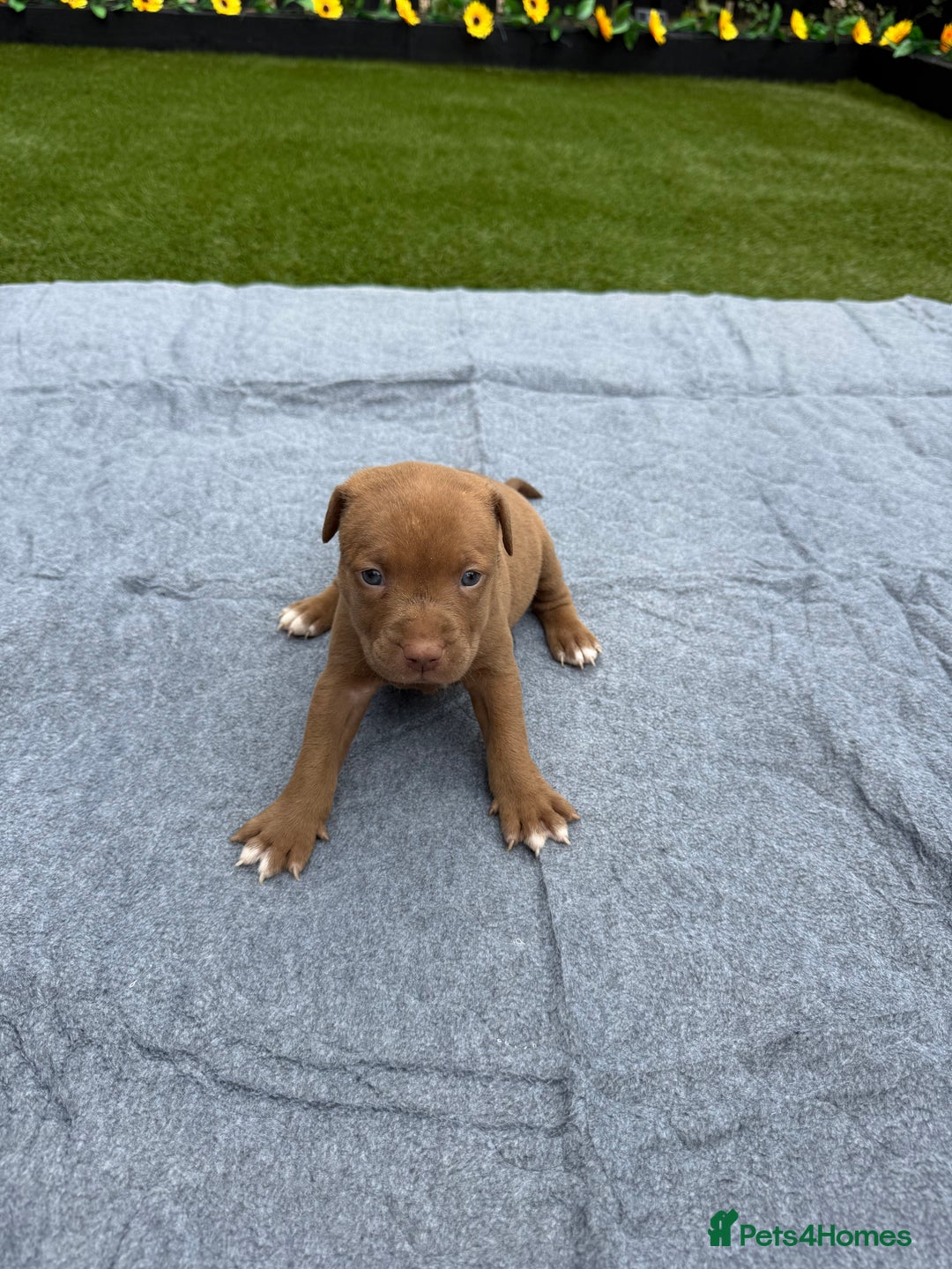 Mixed Breed dogs for sale: 6 gawjus puppy’s   - Image 14