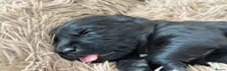 Golden Shepherd dogs for sale: ⭐ Golden Shepherd Puppies | ENS & ESI Raised ⭐ - Advert 30