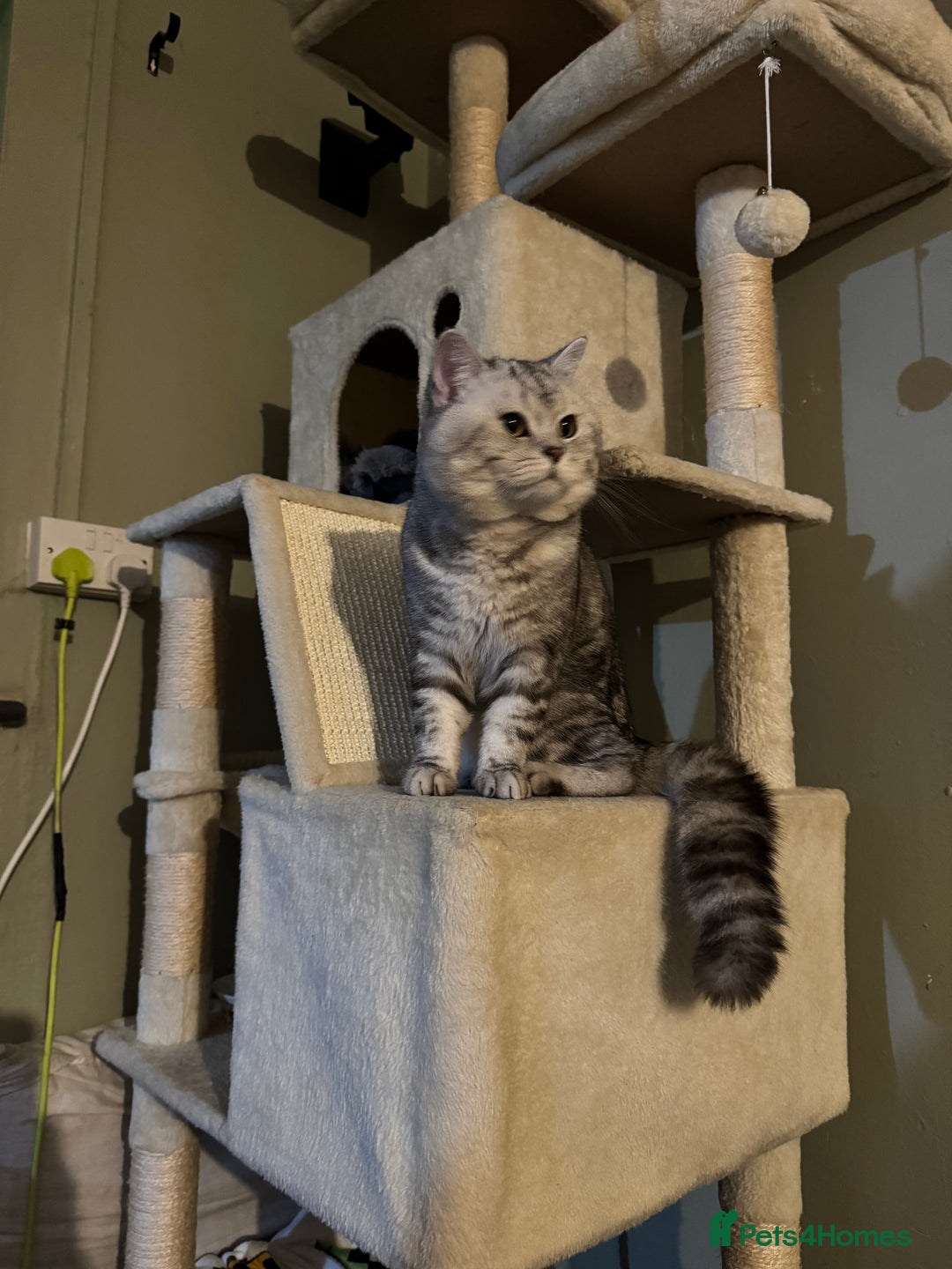 British Shorthair cats for sale: Silver tabby British shorthair  - Advert 3