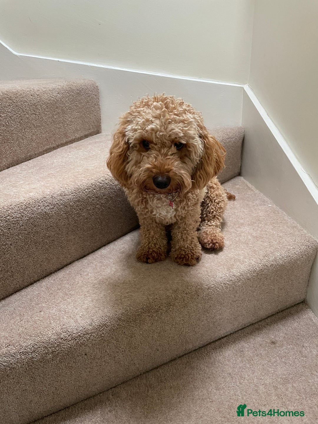 Cavachon dogs for adoption: Cavapoochon - Advert 8