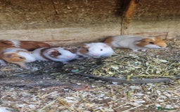 Guinea Pig rodents for sale: 8 week old + male guineapigs - Image 4