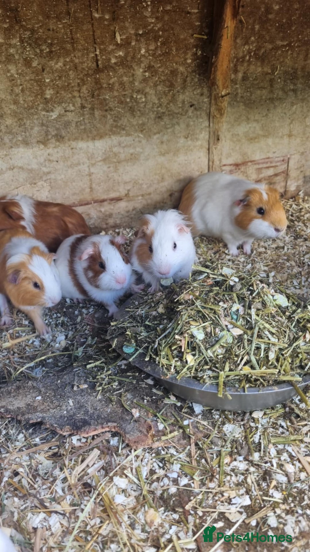 Guinea Pig rodents for sale: 8 week old + male guineapigs - Image 4