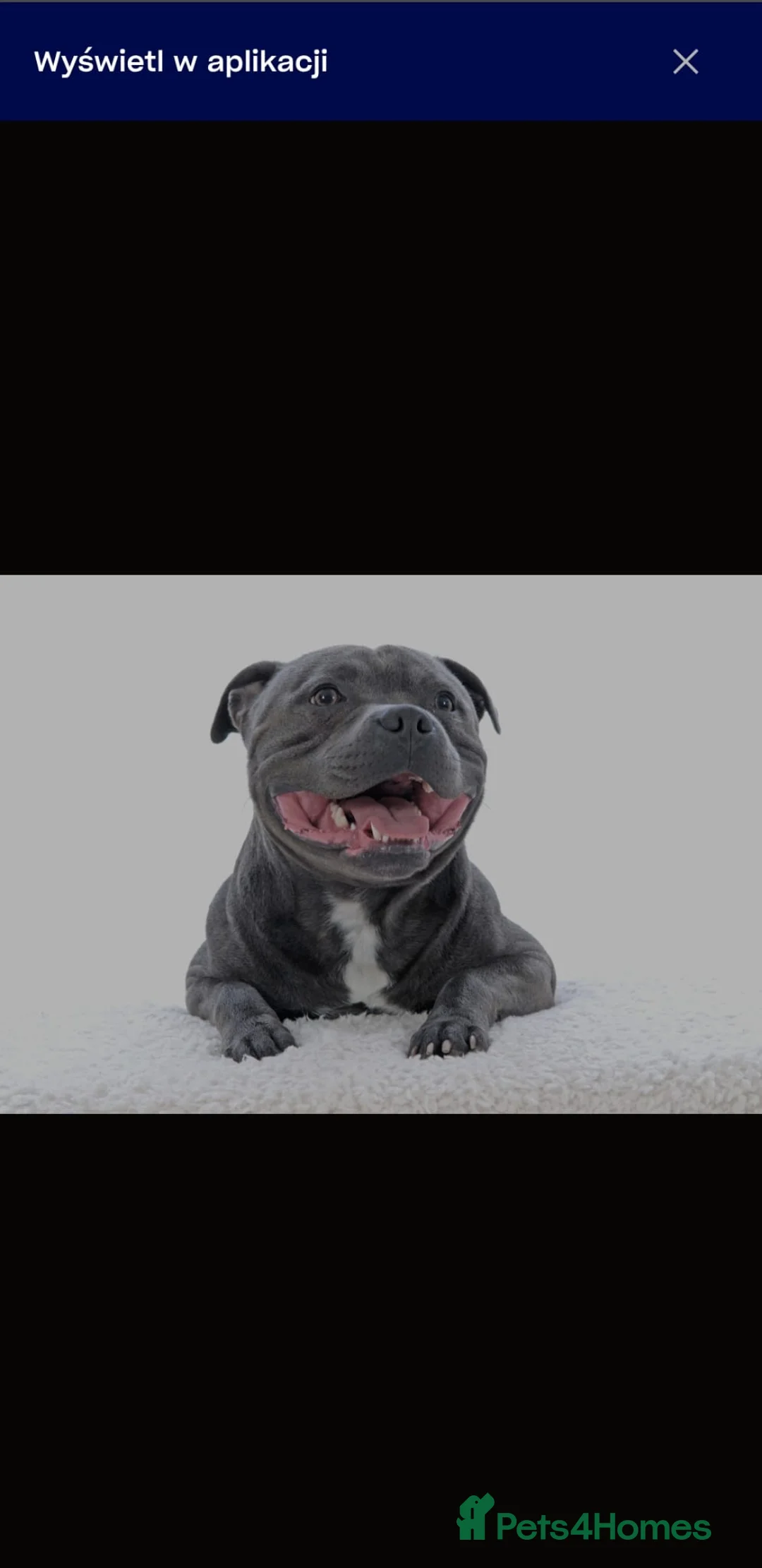 Staffordshire Bull Terrier dogs for stud: World-Class Blue Staffy stud-son of a Champion. in Wellingborough - Advert 2