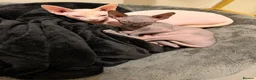 Sphynx cats for sale: Male sphynx kitten - Advert 15