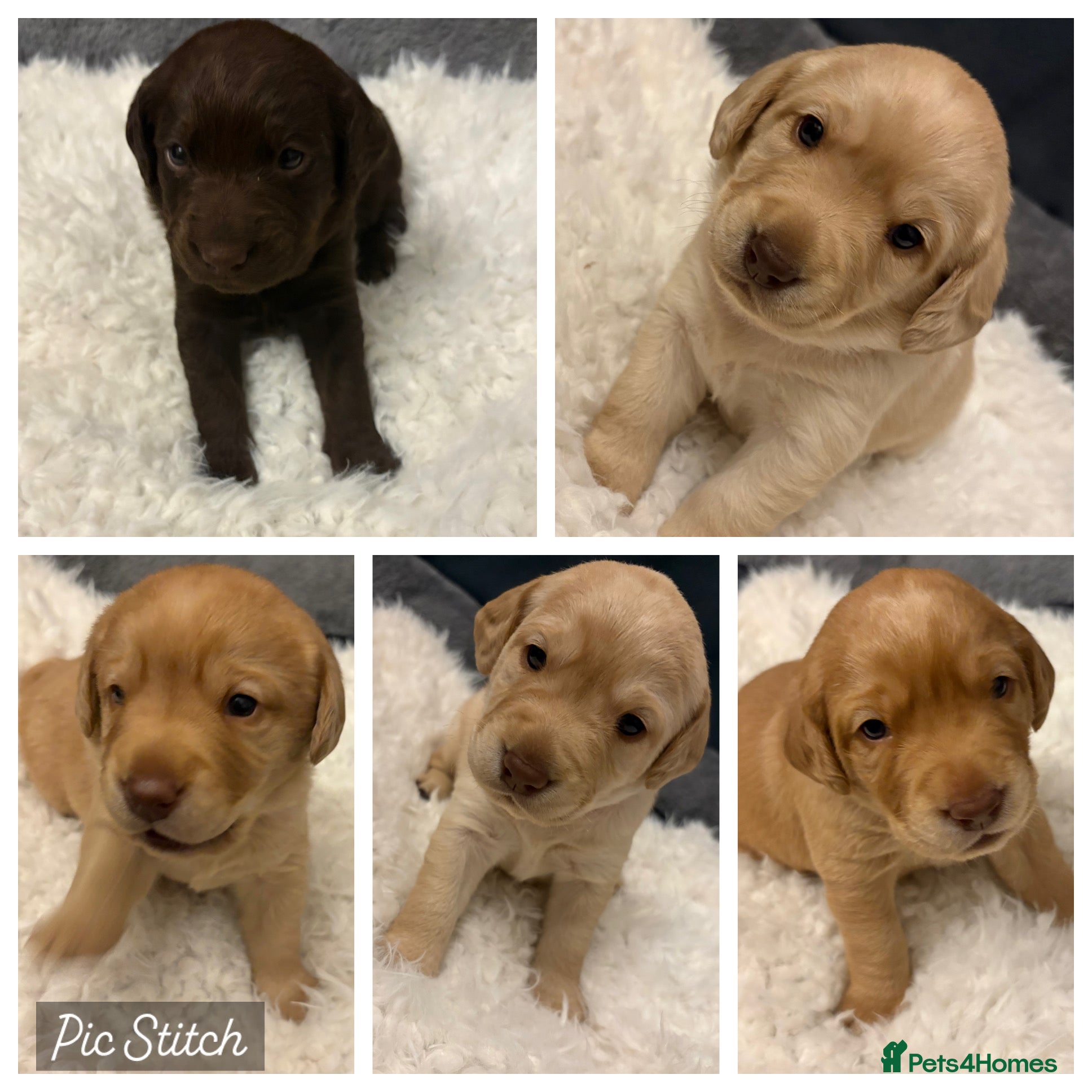 Cockerdor dogs labrador/ cockerdor Puppies  - Advert 4