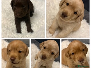 Cockerdor dogs labrador/ cockerdor Puppies - Advert 4