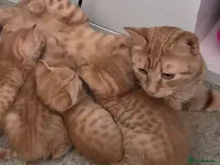 Mixed Breed cats 2 Ginger Kittens – Both Boys – Litter Trained 🐾 - Advert 1