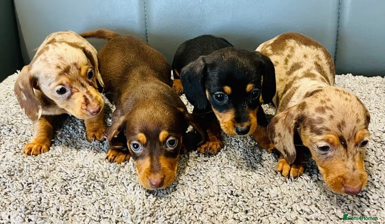 Miniature Dachshund dogs Exceptional Miniature Dachshund Puppies! - Advert 1
