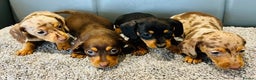 Miniature Dachshund dogs for sale: Exceptional Miniature Dachshund Puppies! - Advert 1