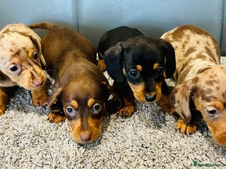 Miniature Dachshund dogs Exceptional Miniature Dachshund Puppies! - Advert 1