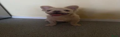French Bulldog Puppy 1