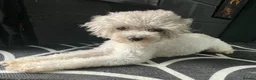 Maltipoo dogs for sale: Absolutely stunning F1 maltipoos - Advert 3