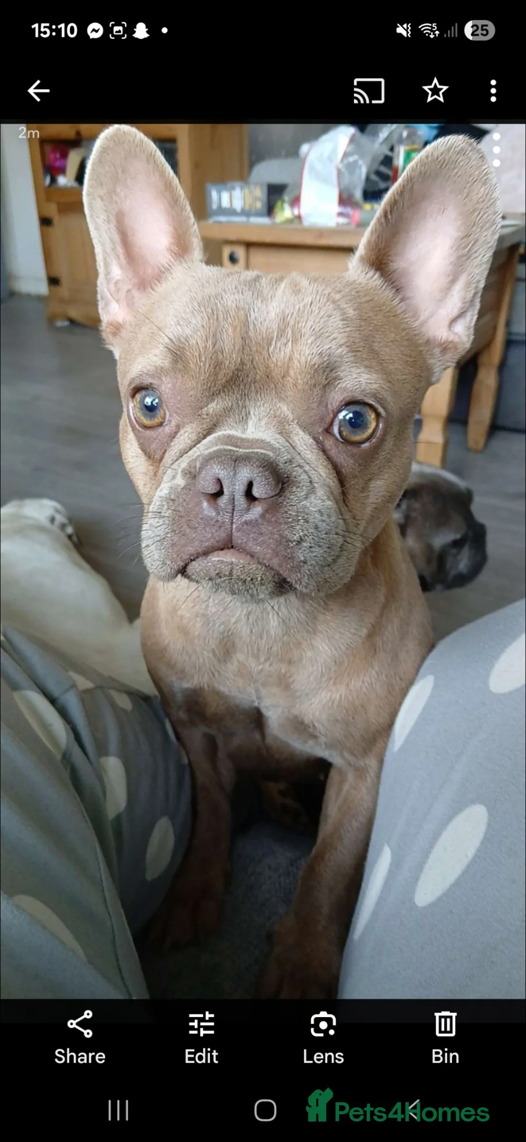 French Bulldog dogs for sale: Beautiful KC French Bulldog Puppies - Advert 8