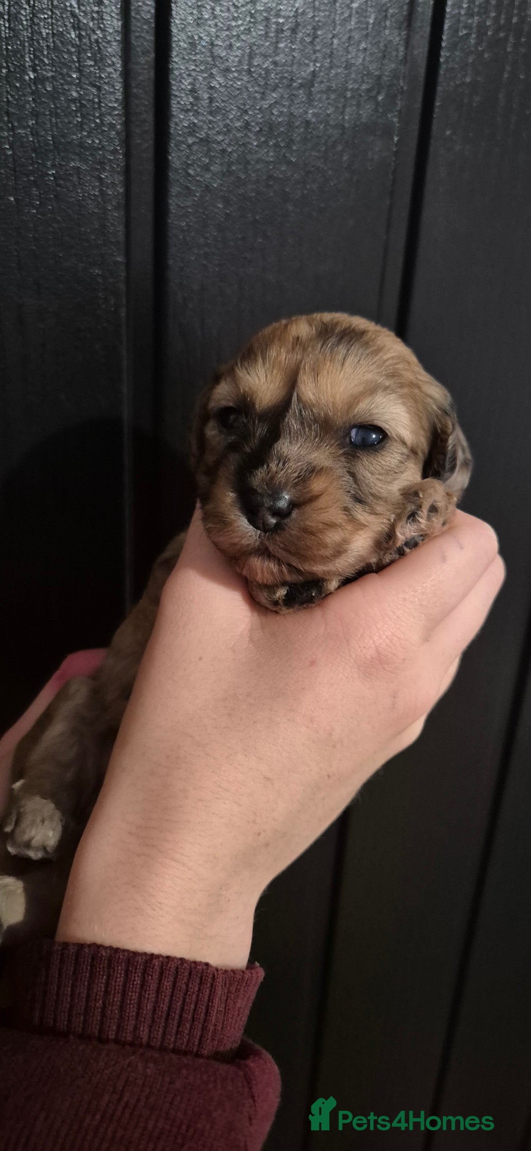 Mixed Breed dogs for sale: Gorgeous cavapoochon puppies - Advert 23