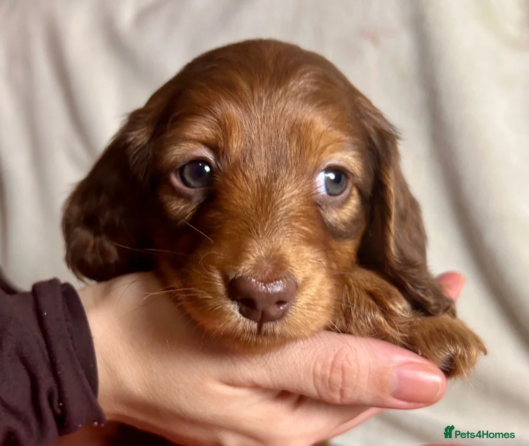 Miniature Dachshund dogs for sale: Gorgeous Mini Dachshund Puppies - Chocolate & Tan - Advert 6