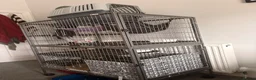 Ferret rodents for sale: Male and female ferrets  in Sunderland - Advert 2