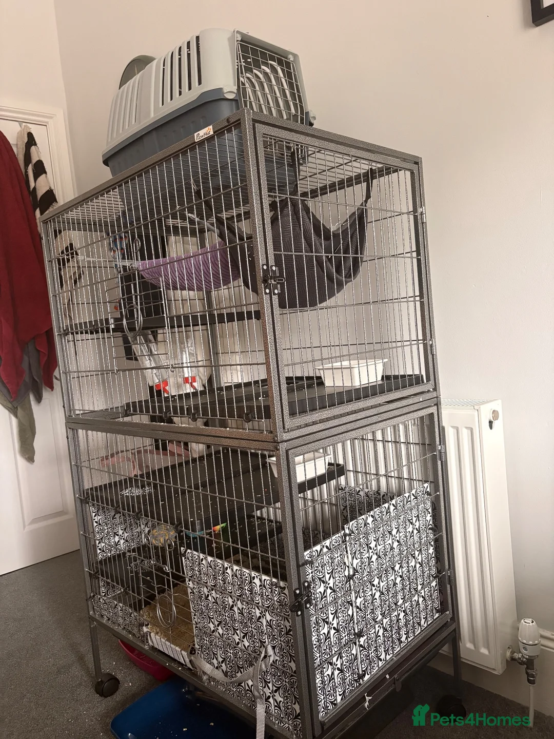 Ferret rodents for sale: Male and female ferrets  in Sunderland - Advert 2