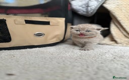 British Shorthair cats for sale: Purebred lilac British Shorthair - Image 7