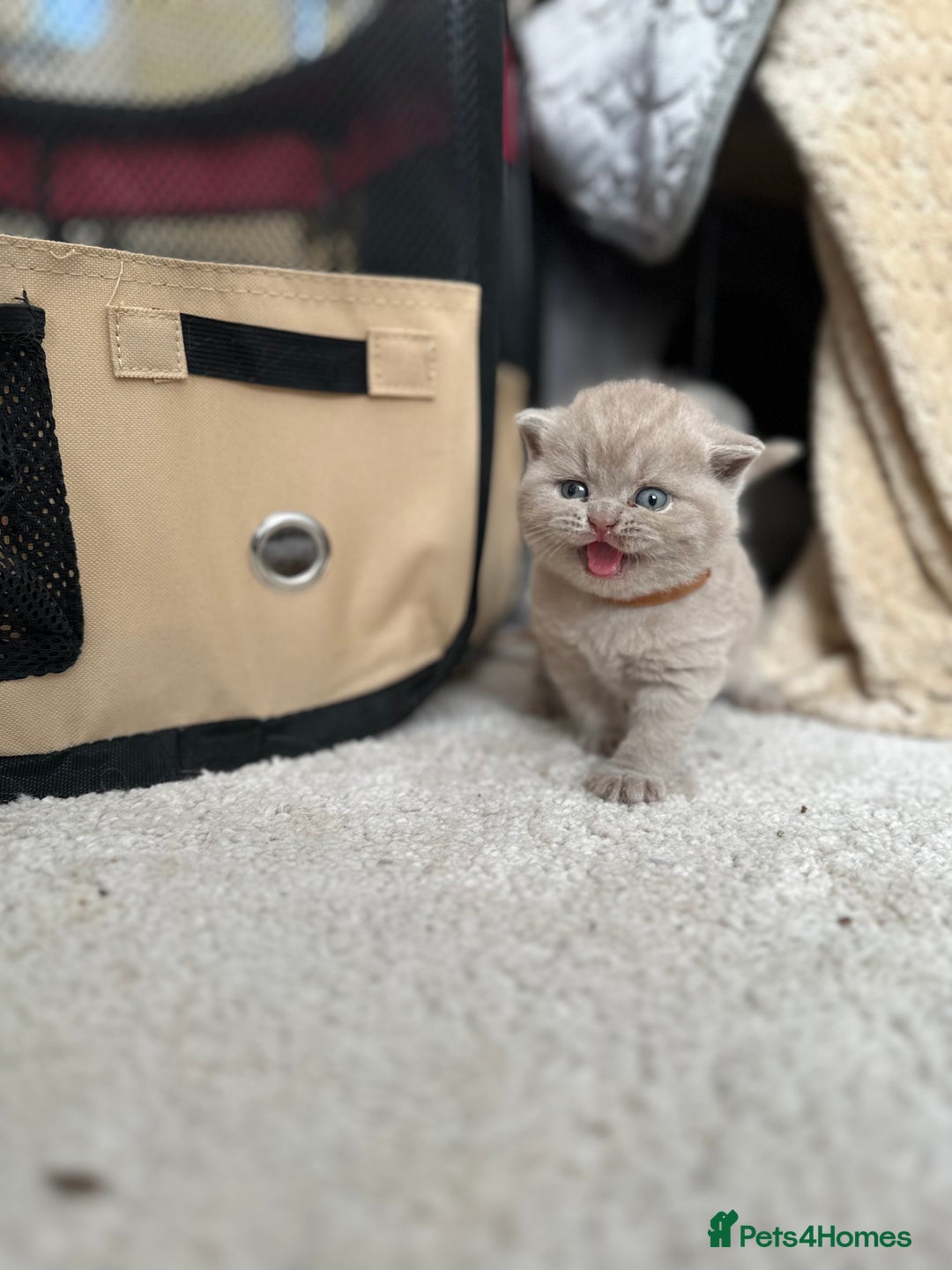 British Shorthair cats for sale: Purebred lilac British Shorthair - Image 7