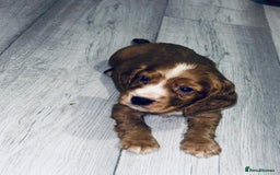 Cocker Spaniel dogs for sale: Cocker Spaniel Puppies  - Image 3