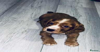 Cocker Spaniel dogs - Advert 3
